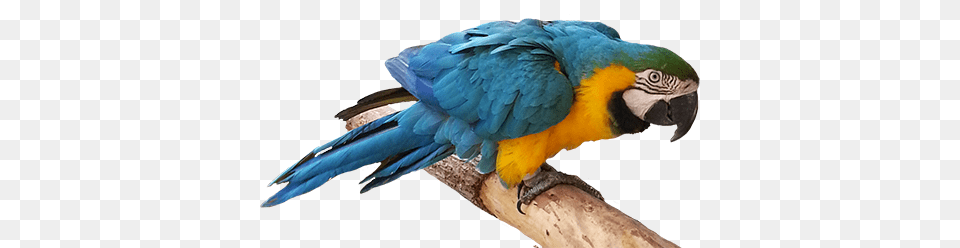 Bird Clip Art, Animal, Macaw, Parrot Free Png Download