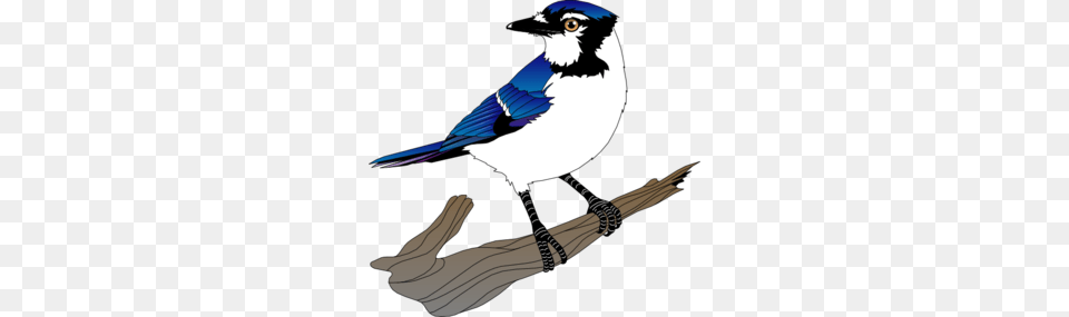 Bird Clip Art, Animal, Jay, Blue Jay, Bluebird Free Png