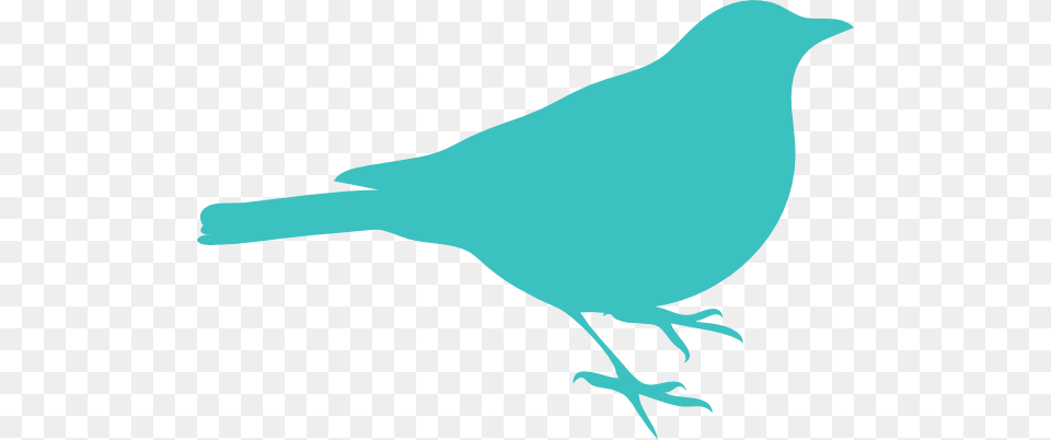 Bird Clip Art, Animal, Person, Blackbird, Jay Free Png