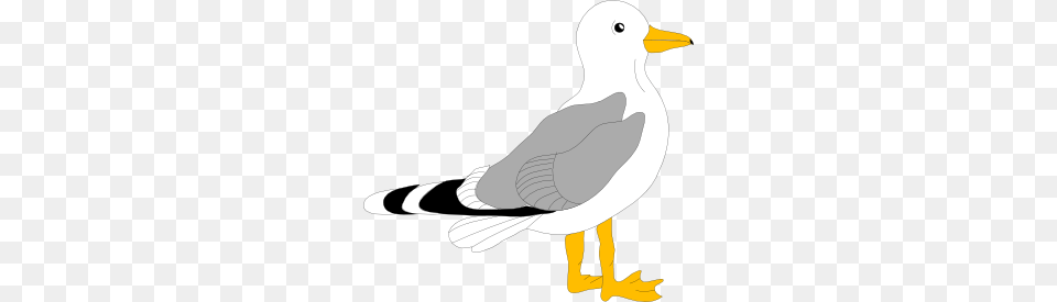 Bird Clip Art, Animal, Seagull, Waterfowl Free Png Download