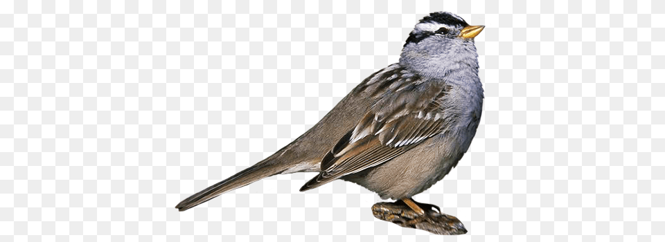 Bird Clip Art, Animal, Sparrow Free Transparent Png