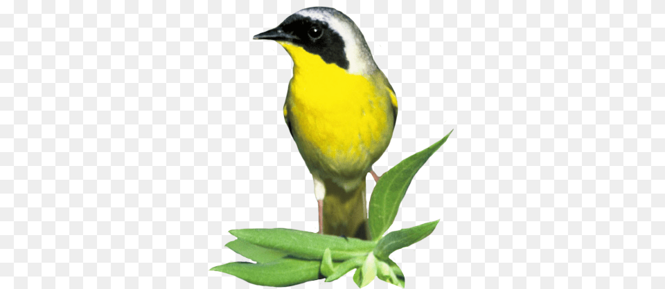 Bird Clip Art, Animal, Finch, Canary Png Image
