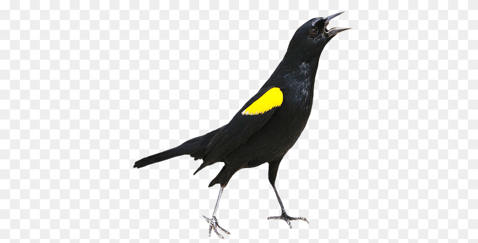 Bird Clip Art, Animal, Blackbird Free Png