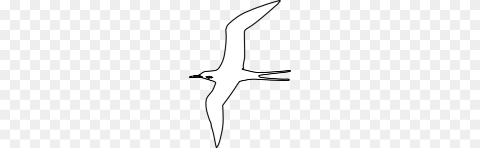 Bird Clip Art, Animal, Flying, Beak Free Png