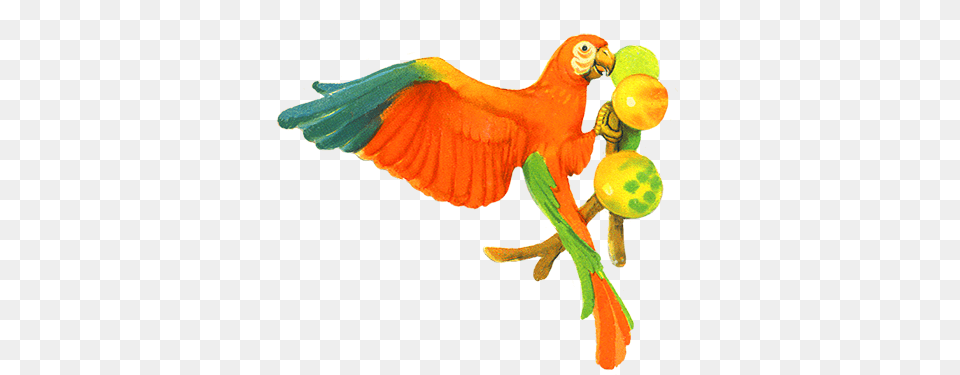 Bird Clip Art, Animal, Parrot Free Transparent Png