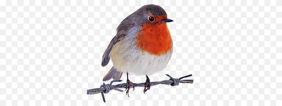 Bird Clip Art, Animal, Robin Free Transparent Png