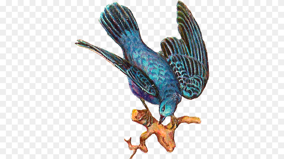 Bird Clip Art Birds, Animal, Jay, Bluebird Free Png