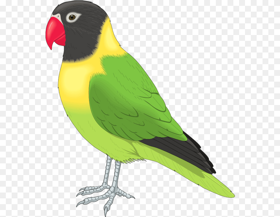 Bird Clip Art Flying Birds Clipart Transparent Pet Bird Clipart, Animal, Parakeet, Parrot, Beak Free Png