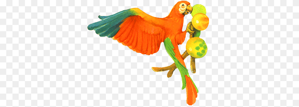 Bird Clip Art Parrot Eating Clipart, Animal Free Png