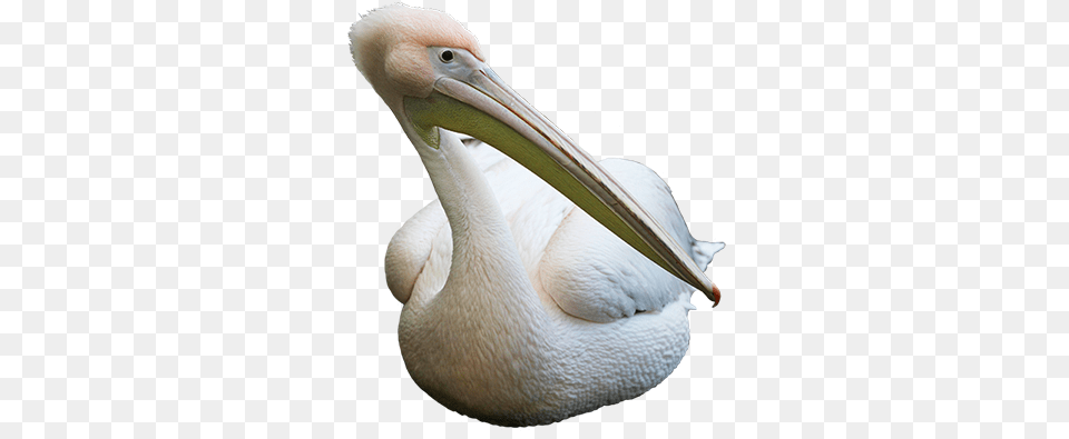 Bird Clip Art Pelican White Background, Animal, Beak, Waterfowl Free Transparent Png