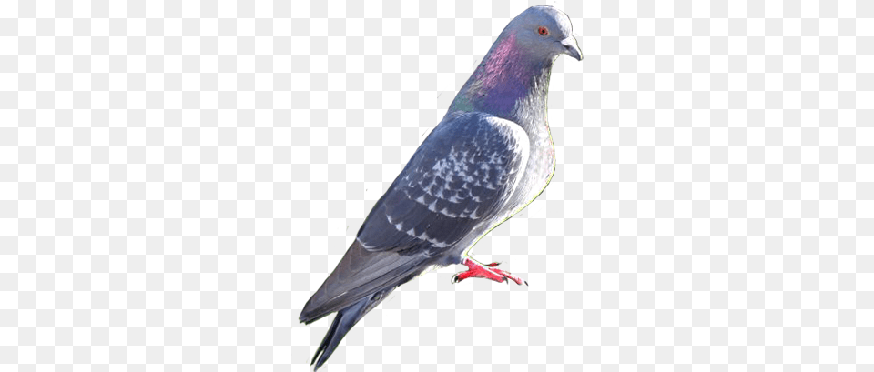 Bird Clip Art Pigeon Files Hd, Animal, Dove Free Png Download