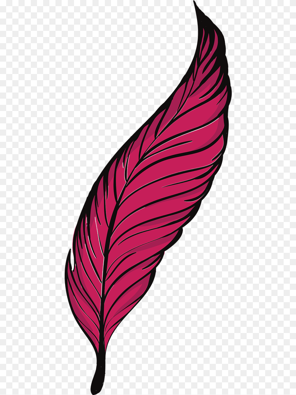 Bird Clip Art Transprent Feather, Plant, Petal, Leaf, Flower Png Image