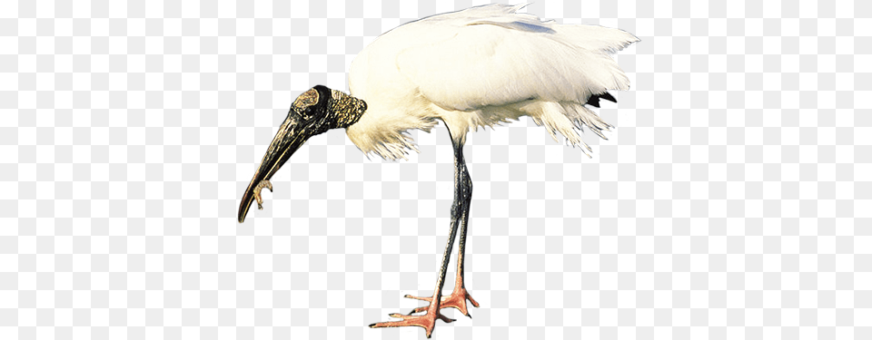 Bird Clip Art Wood Stork White Background, Animal, Waterfowl, Beak Png