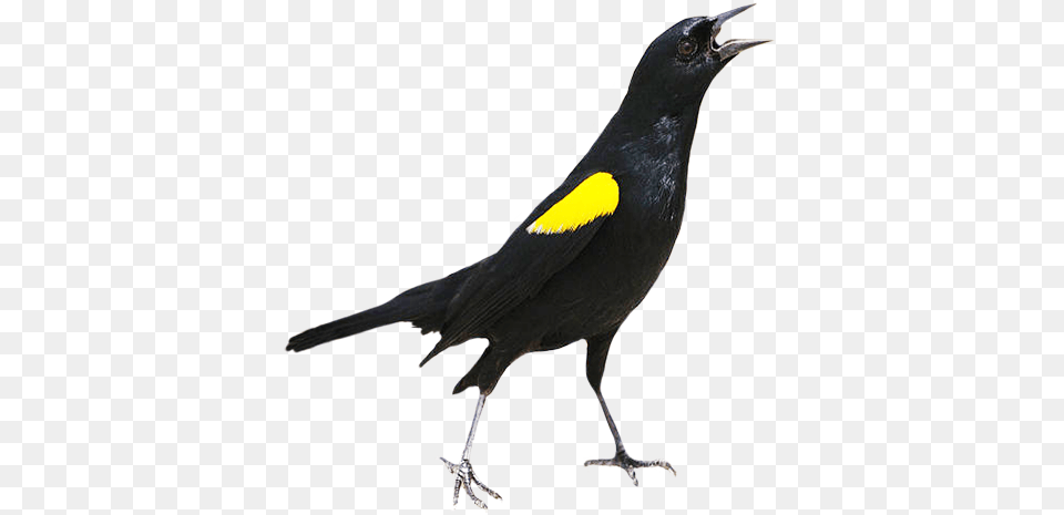 Bird Clip Art Yellow Shouldered Blackbird Drawing, Animal, Beak Free Png Download