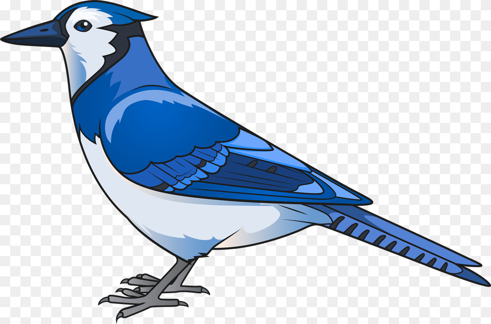 Bird Clip Clipart Blue Jay, Animal, Blue Jay, Bluebird, Aircraft Free Png