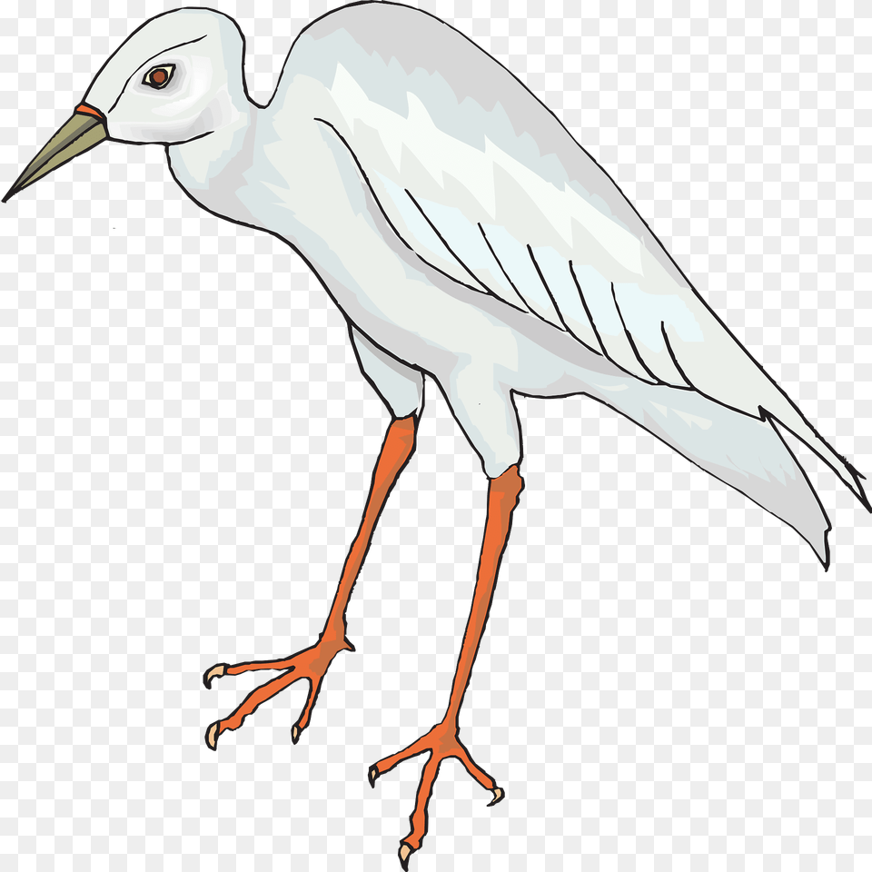Bird Clipart, Animal, Waterfowl, Crane Bird, Heron Png Image