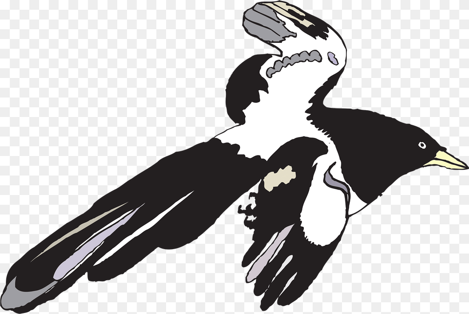 Bird Clipart, Person, Animal, Magpie, Face Free Png