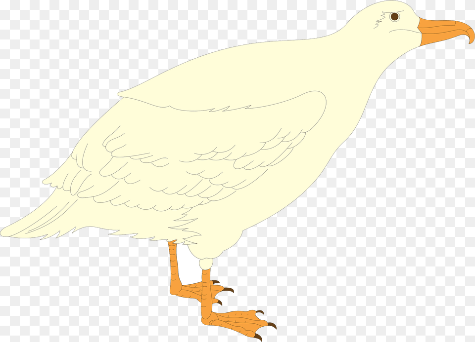 Bird Clipart, Animal, Beak, Seagull, Waterfowl Png Image
