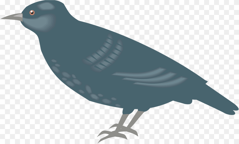 Bird Clipart, Animal, Beak, Blackbird, Jay Png Image