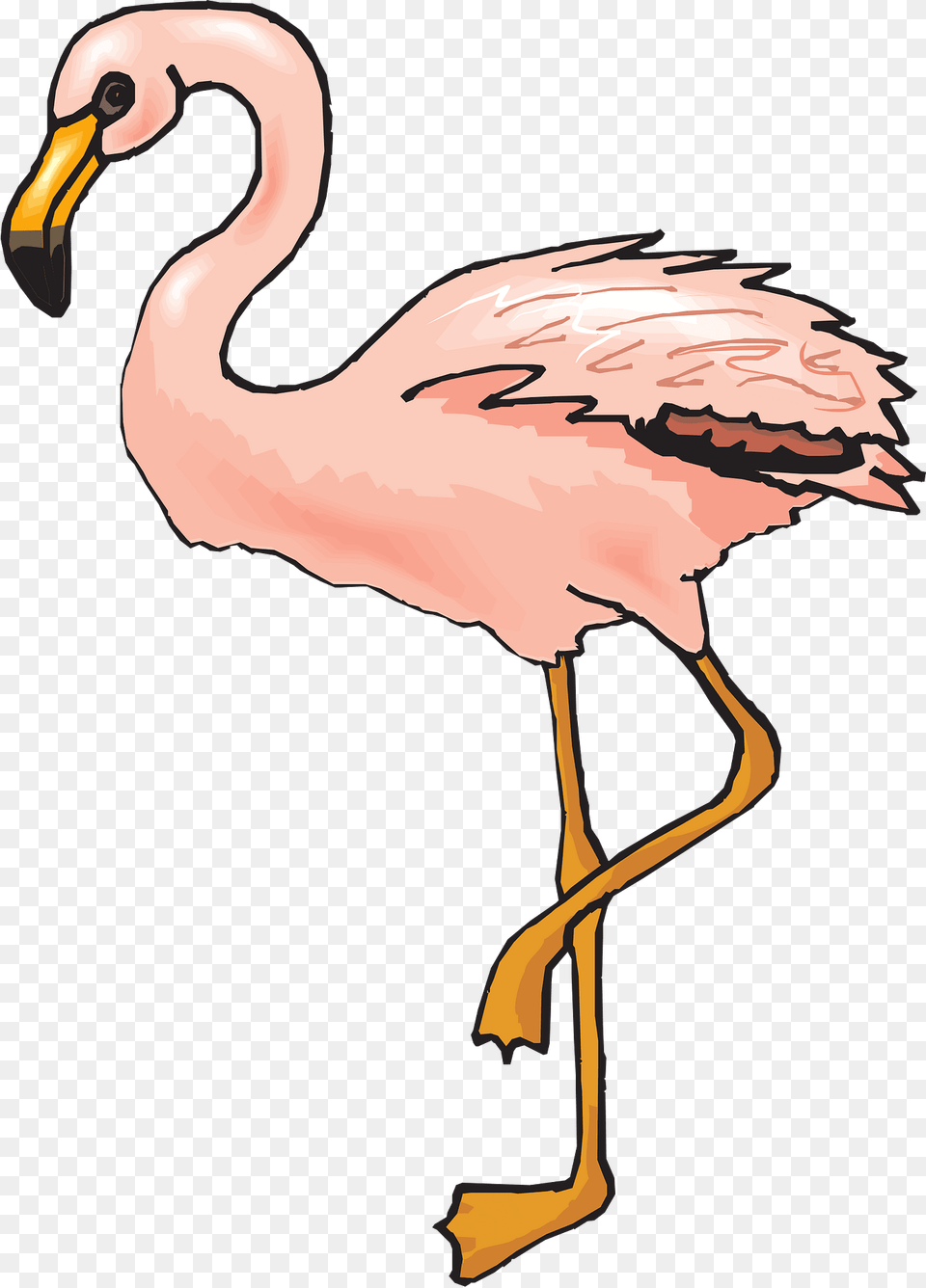 Bird Clipart, Animal, Beak, Flamingo, Person Png Image