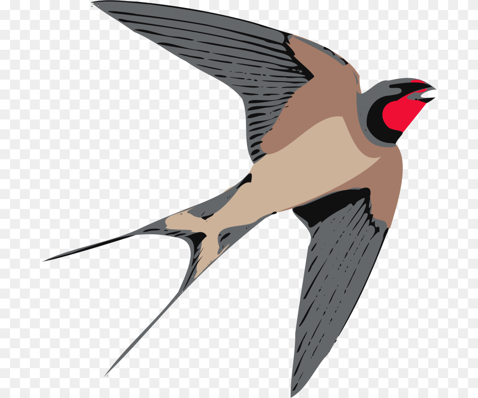Bird Clipart, Animal, Swallow, Finch, Fish Png