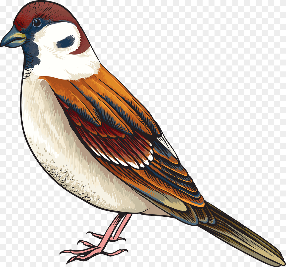 Bird Clipart, Animal, Finch, Sparrow Png Image