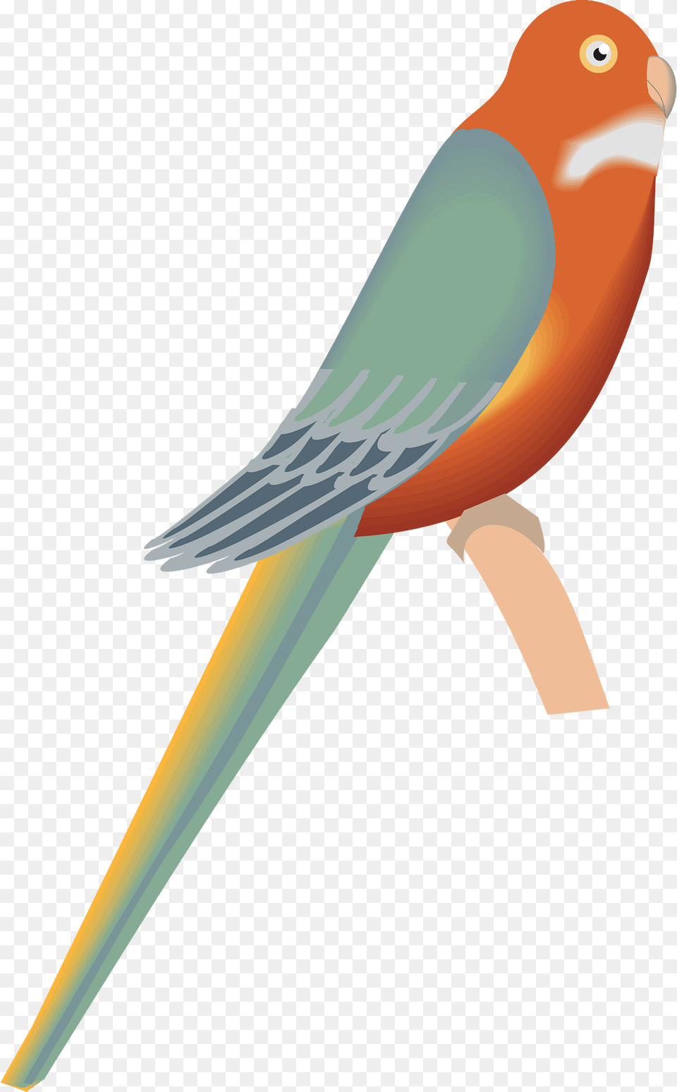 Bird Clipart, Animal, Parakeet, Parrot Png