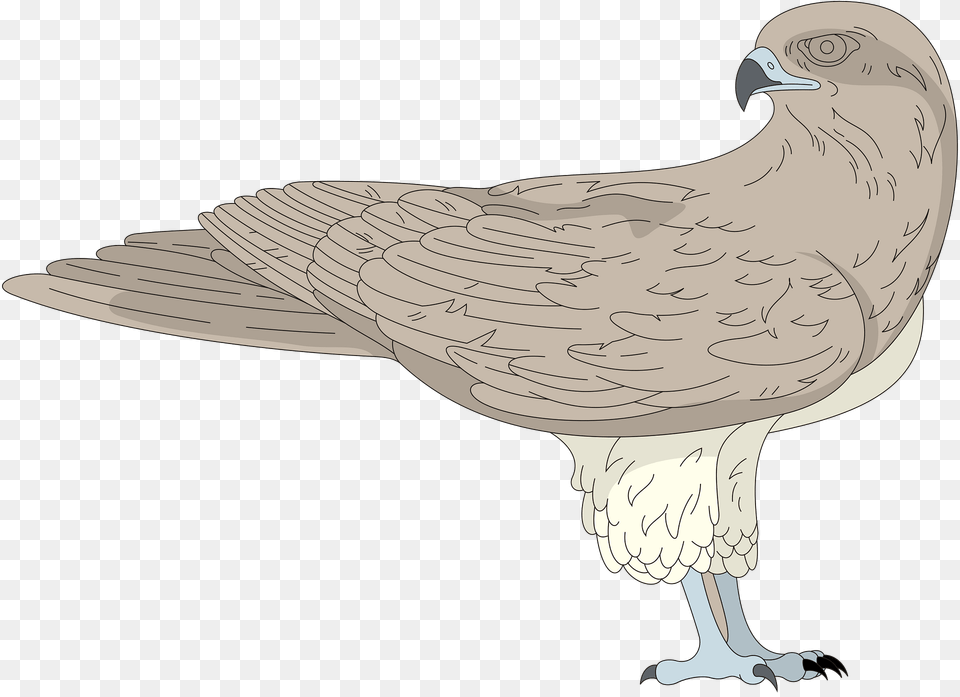 Bird Clipart, Animal, Vulture, Hawk, Fish Png Image