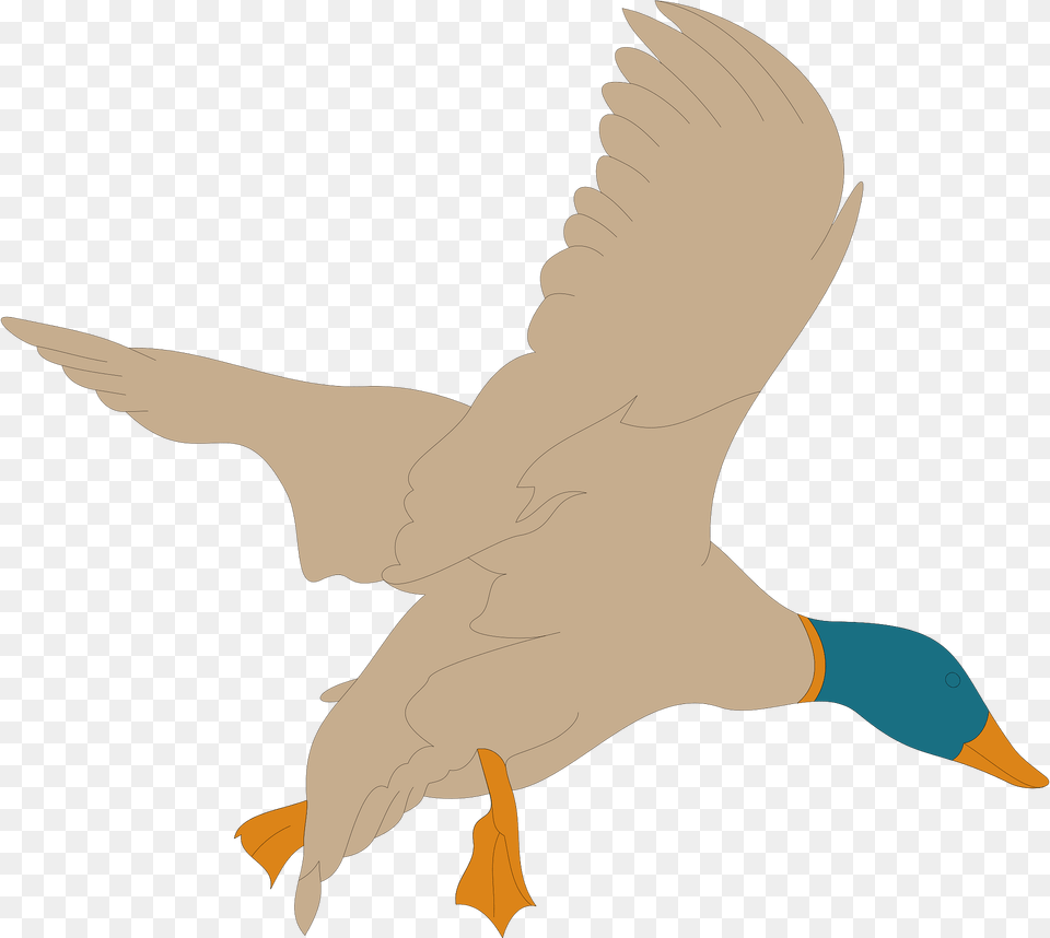 Bird Clipart, Animal, Flying, Goose, Waterfowl Png