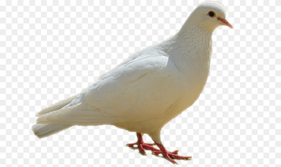 Bird Clipart Birds Images Hd, Animal, Dove, Pigeon Free Png Download