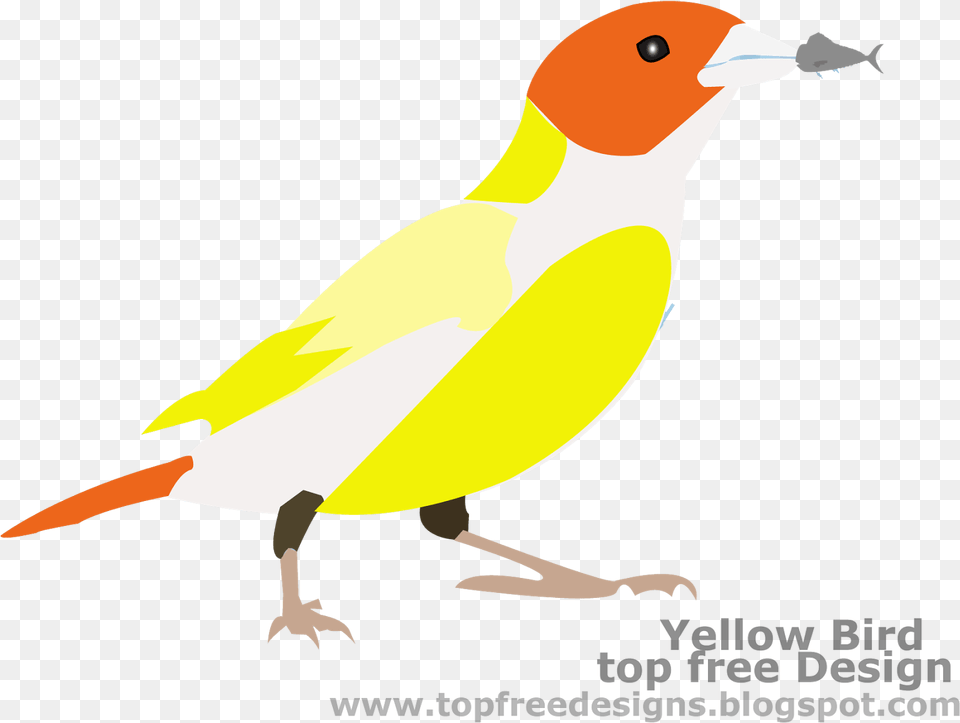 Bird Clipart Finch, Animal, Canary, Fish, Sea Life Free Png