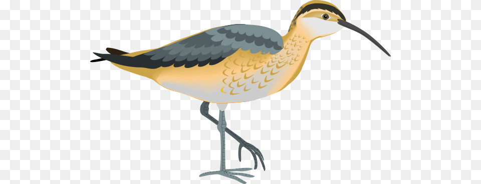 Bird Clipart For Web, Animal, Beak, Waterfowl Png Image