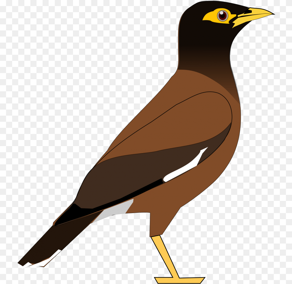 Bird Clipart Myna Bird Clipart, Animal, Beak, Blackbird Png Image