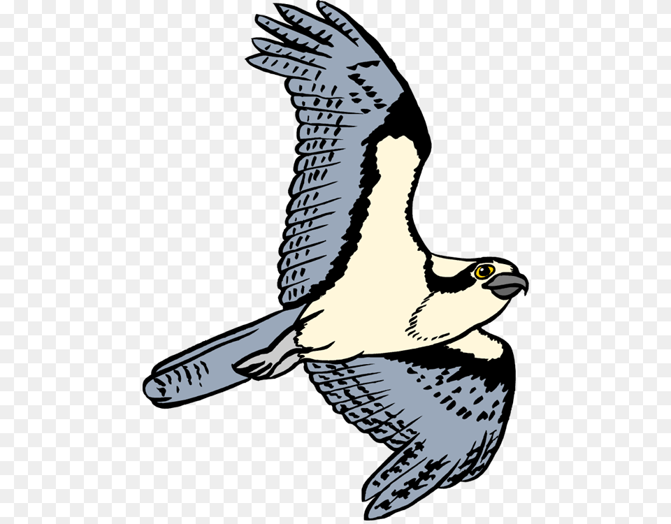 Bird Clipart Osprey, Animal, Kite Bird, Vulture, Accipiter Free Png Download