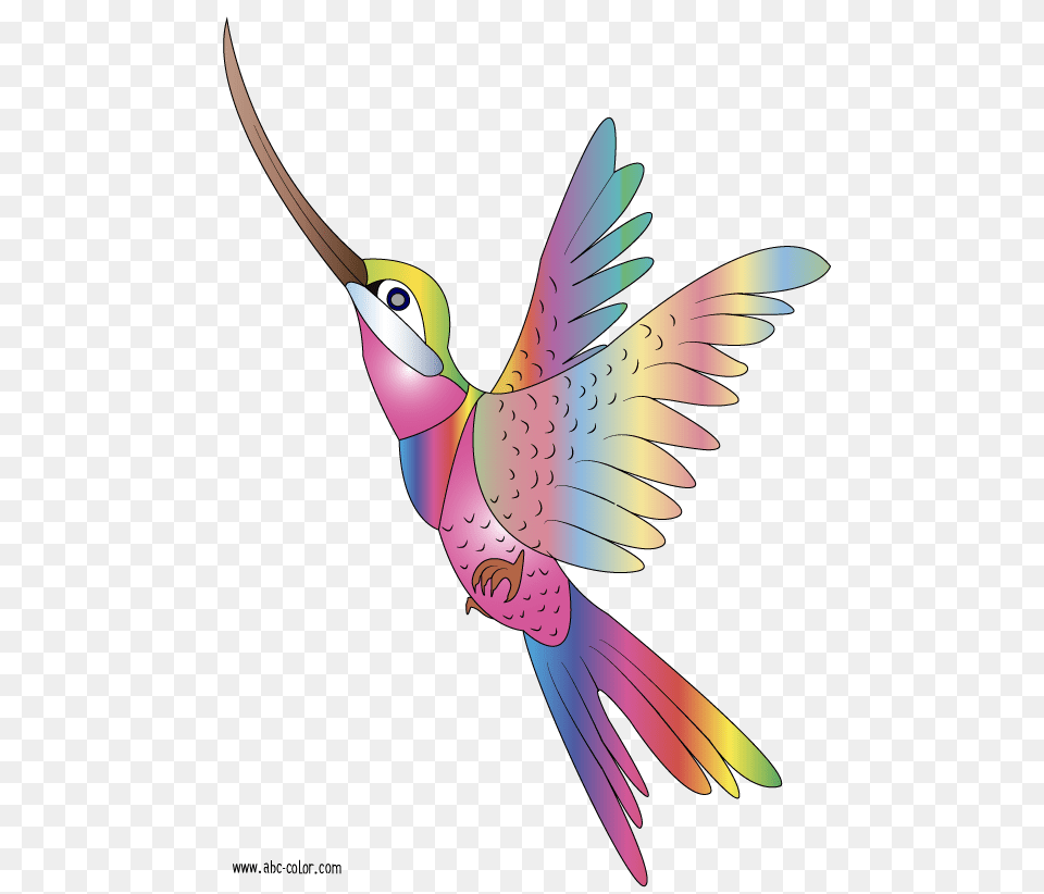 Bird Clipart Raster Coloring Colibri, Animal, Flying, Hummingbird, Blade Free Png