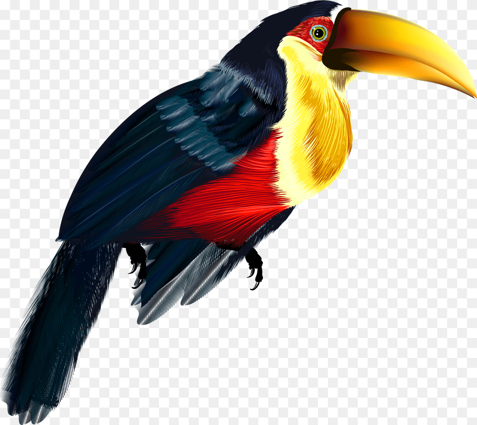 Bird Clipart Transparent Background Sitting Bird Background Toucan Clipart Transparent Png Image
