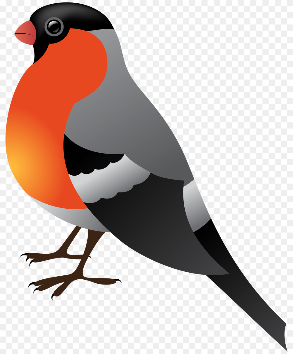 Bird Clipart Winter, Animal, Beak, Blackbird, Finch Png Image