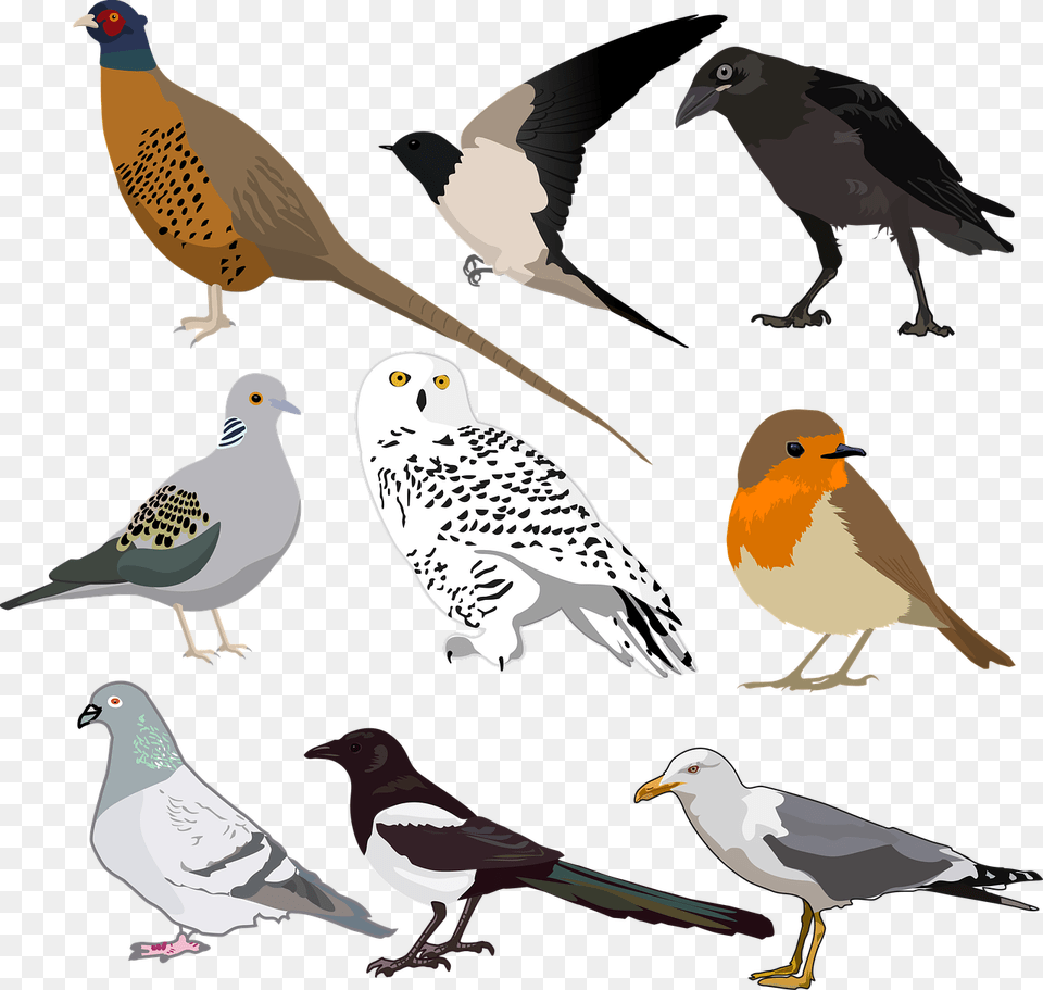 Bird Collection Wild Photo Birds Printable, Animal, Beak, Blackbird, Pigeon Free Png