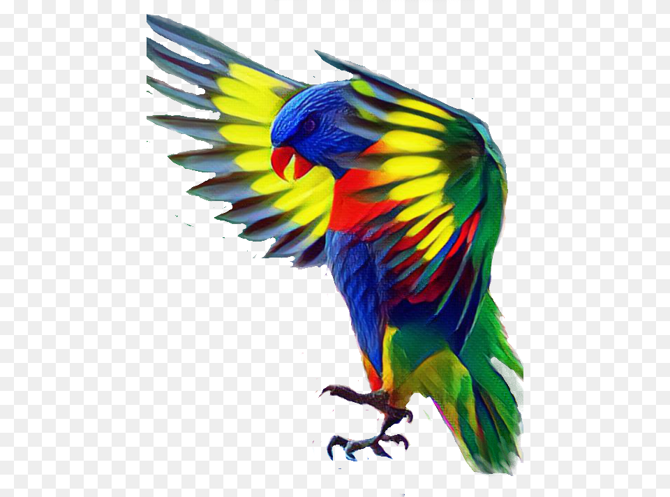 Bird Colorful Flying Beauty Parrot, Animal Free Png