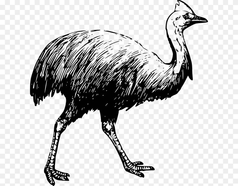 Bird Common Ostrich Southern Cassowary Coloring Book, Gray Free Png
