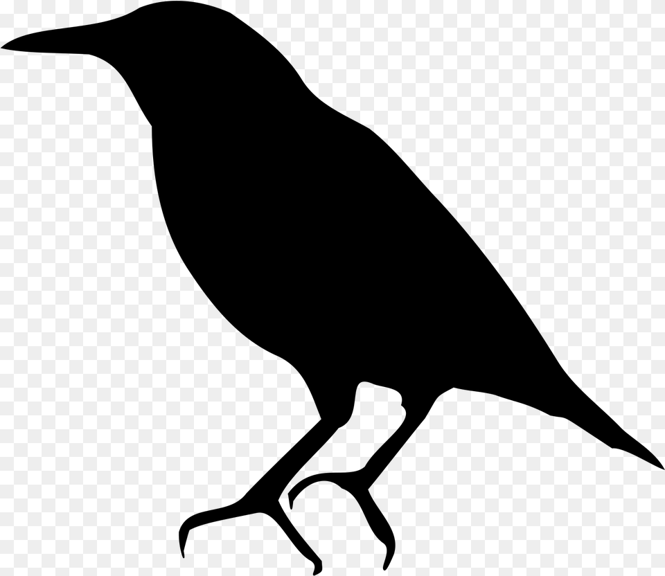 Bird Common Starling American Crow Silhouette European Starling Clip Art, Gray Png