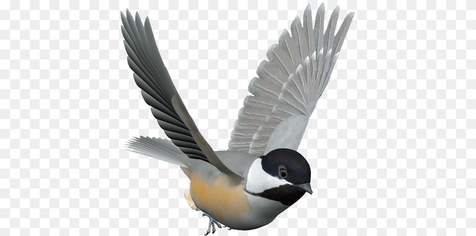 Bird Control Spike Columbidae Domestic Pigeon Kuruca Chickadee Bird Gif Transparent, Animal, Finch, Flying, Beak Png Image