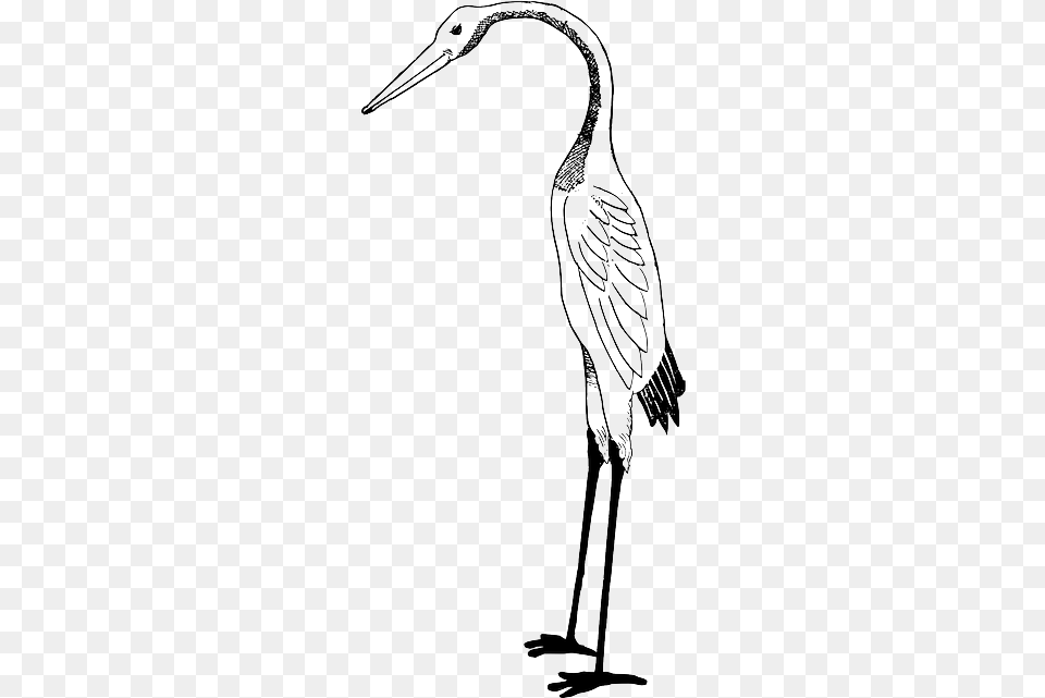 Bird Crane Stork Stork Clipart White And Black, Animal, Crane Bird, Waterfowl Free Png