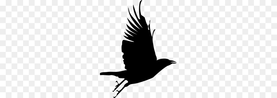 Bird Crow Beak Common Raven Feather, Gray Free Transparent Png