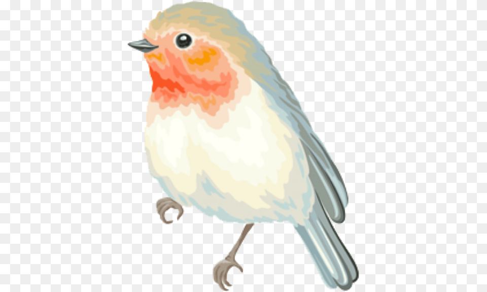 Bird Cute Animo Pastel Spring Overlay Edits European Robin, Animal, Finch Png