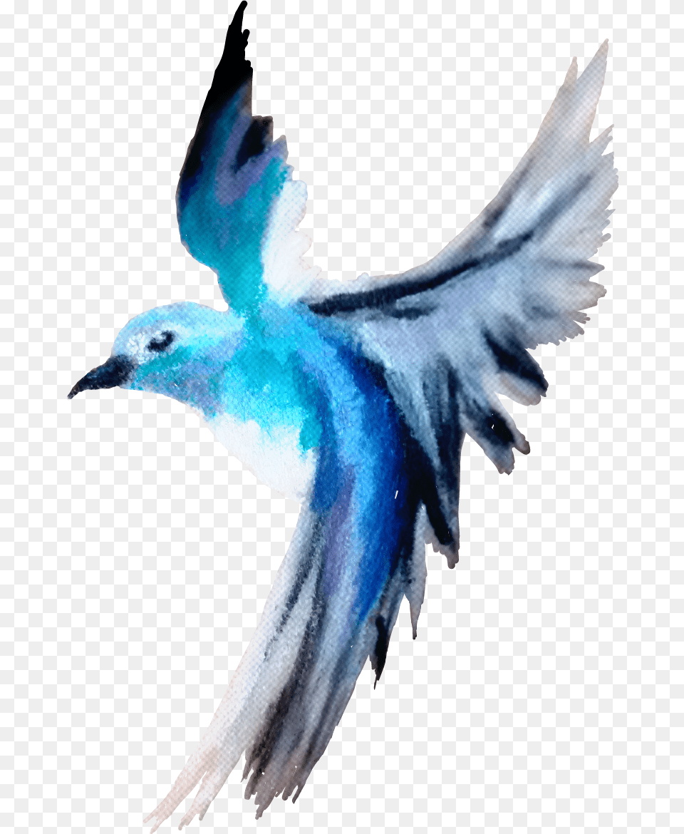 Bird Cute Pretty Blue Madebyme Madebymyself Blue Footed Booby, Animal, Flying, Jay, Bluebird Free Png Download