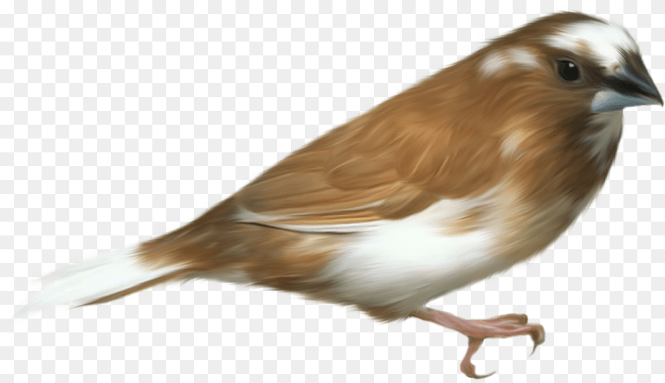 Bird Download Bird, Animal, Finch, Sparrow Png