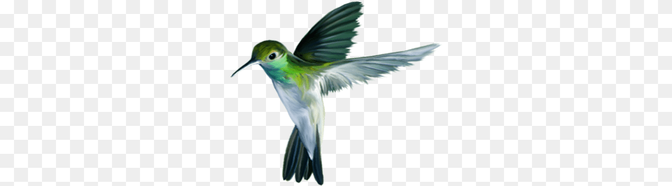 Bird Download Play Hummingbird, Animal, Flying Free Png