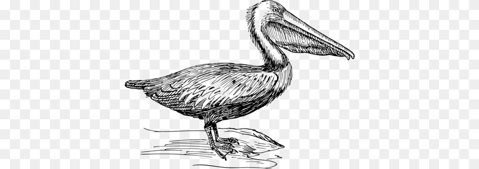 Bird Drawing Cartoon Brown Pelican Encapsulated Postscript, Gray Free Png Download