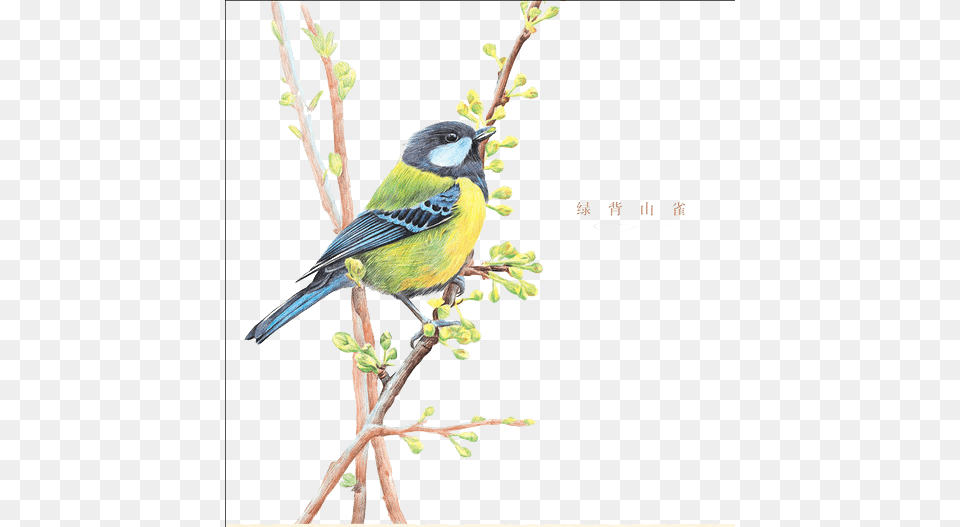 Bird Drawing Colored Pencil Illustration American Village Plant Flowers White Blend Waist, Animal, Finch, Jay Free Png Download